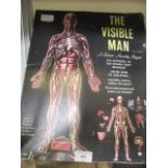 A boxed model of 'The Visible Man'