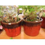 Two circular red glazed garden pots with plants