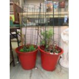 A pair of red glazed garden pots having a rose planted with wire support