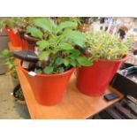 Two red glazed garden pots with plants