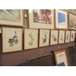 A set of seven framed and glazed botanical prints