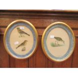 A pair of gilt oval framed and glazed prints of birds