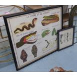 REPTILE AND HORSE SCHOOL POSTERS, vintage 20th century framed and glazed, 96cm x 81cm at largest. (