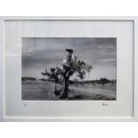 'GOATS ON A TREE IN MOROCCO', black and white photograph, signed on the mount and numbered 9/25,