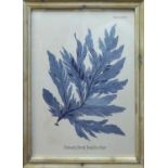 SEAWEED PRINTS, a set of four, based on 19th century scientific illustrations, with the Latin name