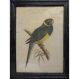 SPECIMEN OF PARROTS, a set of four prints in colours, 42cm x 30cm, framed and glazed. (4)