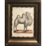 JOHN CHAPMAN (1792-1823) 'Camelus', engraving, 24cm x 19cm, framed.