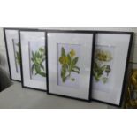 BOTANICAL PRINTS, a set of four, framed and glazed, 70cm x 50cm. (4)