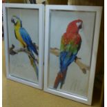 PICTURES OF TWO PARROTS, framed and glazed, 100cm x 50cm. (2)