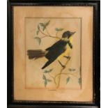 19th CENTURY SCHOOL 'Calandria-Mocking Bird', watercolour and feather mounted, 22cm x 17cm, framed.