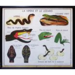 REPTILE AND HORSE SCHOOL POSTERS, vintage 20th century framed and glazed, 96cm x 81cm at largest. (