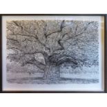 ROY WRIGHT (Contemporary British) 'Oak in Mid August Sun', charcoal drawing, signed lower left, 86cm