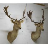 TROPHY STAG HEADS, a set of two, 110cm at tallest approx. (2)