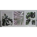 CONTEMPORARY SCHOOL PENTAPTYCH OF BOTANICAL PRINTS, various, framed and glazed, 83cm x 63cm. (5)