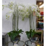 FAUX ORCHIDS, a set of two, in hammered metal containers, each approx 115cm H.