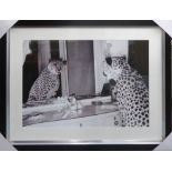 AFTER EMMA RIAN, cheeta looking in mirror, framed and glazed, 132.5cm x 102cm.