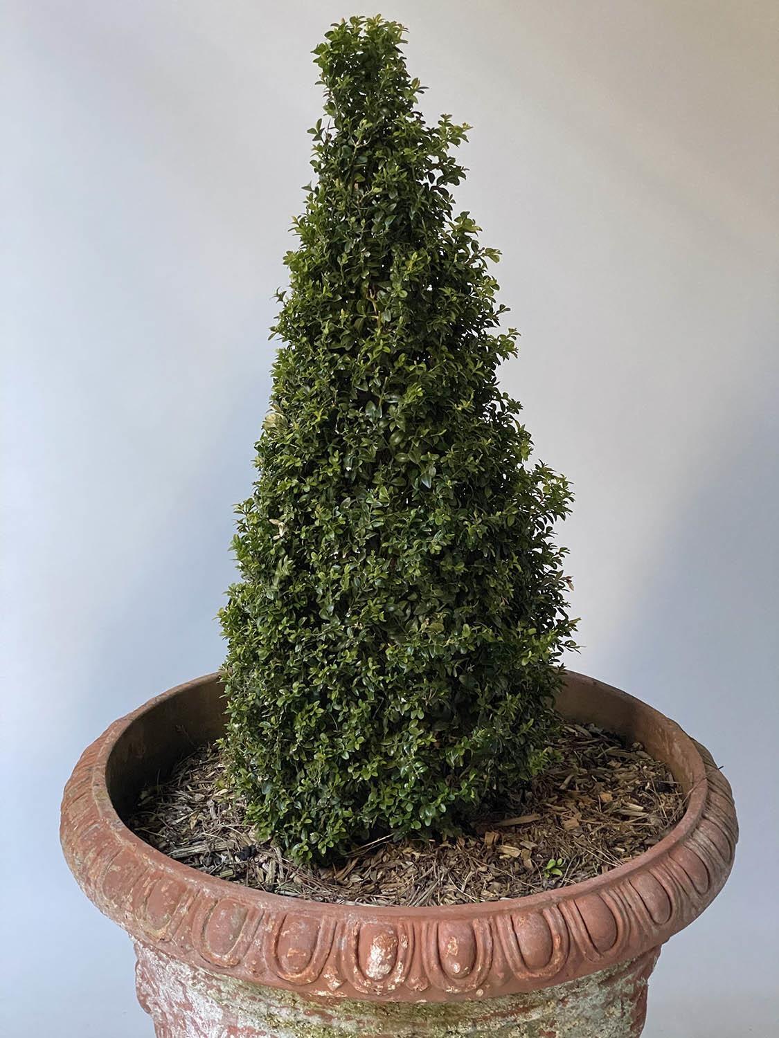 PLANTERS, a pair, weathered terracotta conical with egg and dart rims and classical acanthus - Image 3 of 6