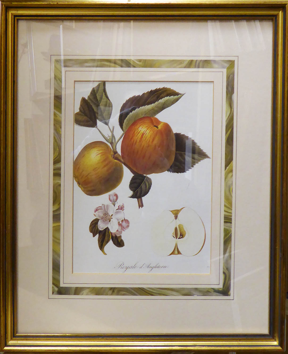 BOTANICAL PRINTS, of fruit, set of six, gilt framed, 25cm x 30cm each. (6)