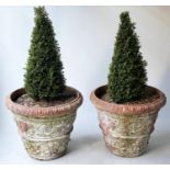 PLANTERS, a pair, weathered terracotta conical with egg and dart rims and classical acanthus