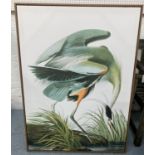 AFTER JOHN JAMES AUBUDON PRINTS, from the Birds of America, on canvas framed, a set of two, 113cm