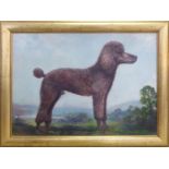 HARDACKER 'Portrait of a poodle', oil on canvas, signed lower left, 50cm x 60cm, framed.