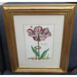 TULIP PRINTS, a set of eight, 62cm x 51cm each overall, framed and glazed. (8)