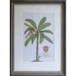 A SET OF FOUR PALM PRINTS, 75cm x 54cm each, framed and glazed. (4)