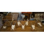 DEER SKULLS, seven mounted on pine plaques, largest 73cm H x 60cm W approx.