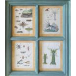 INSECTS SHELLS AND ANIMALS, hand coloured prints, displayed in verdigris sash window frames, a set