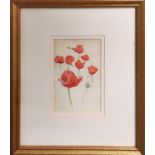 GEORGE F NICHOLLS, 'Study of Poppies', watercolour, 16cm x 11cm, framed.