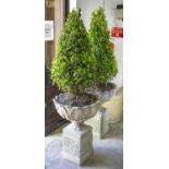 BOX TREES, a pair, in reconstituted stone garden urns on square plinths, 48cm D x 155cm H