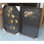 CONTEMPORARY SCHOOL, botanical photoprints, two, 95cm x 65cm, framed. (2)
