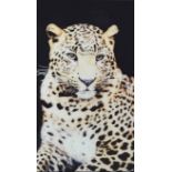 CONTEMPORARY SCHOOL PHOTO PRINT, portrait of a leopard, 120cm x 80cm.