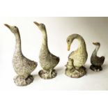 GARDEN GEESE, a gaggle of four, weathered and coloured reconstituted stone, tallest 73cm H. (4)