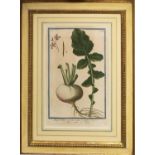 BOTANICAL STUDIES, a set of three hand coloured engravings, 40cm H x 20cm W each, framed. (3)