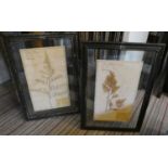 PRESSED BOTANICAL DISPLAYS, a set of six, 58cm x 40cm, various, framed and glazed. (6)