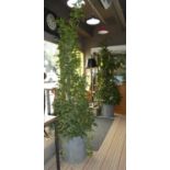 BAY TREES, a pair, potted 215cm at tallest. (2)