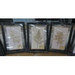 PRESSED BOTANICAL DISPLAYS, a set of six, 58cm x 40cm, various, framed and glazed. (6)