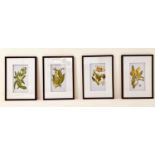 BOTANICAL PRINTS, a set of four, 70cm x 50cm, framed and glazed. (4)