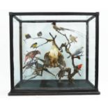 TAXIDERMY BIRDS ON BRANCHES, in a case, 67cm W x 34cm D x 59cm H.