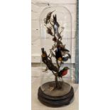 TAXIDERMY BIRDS ON BRANCHES, in a glass dome, 60cm H.