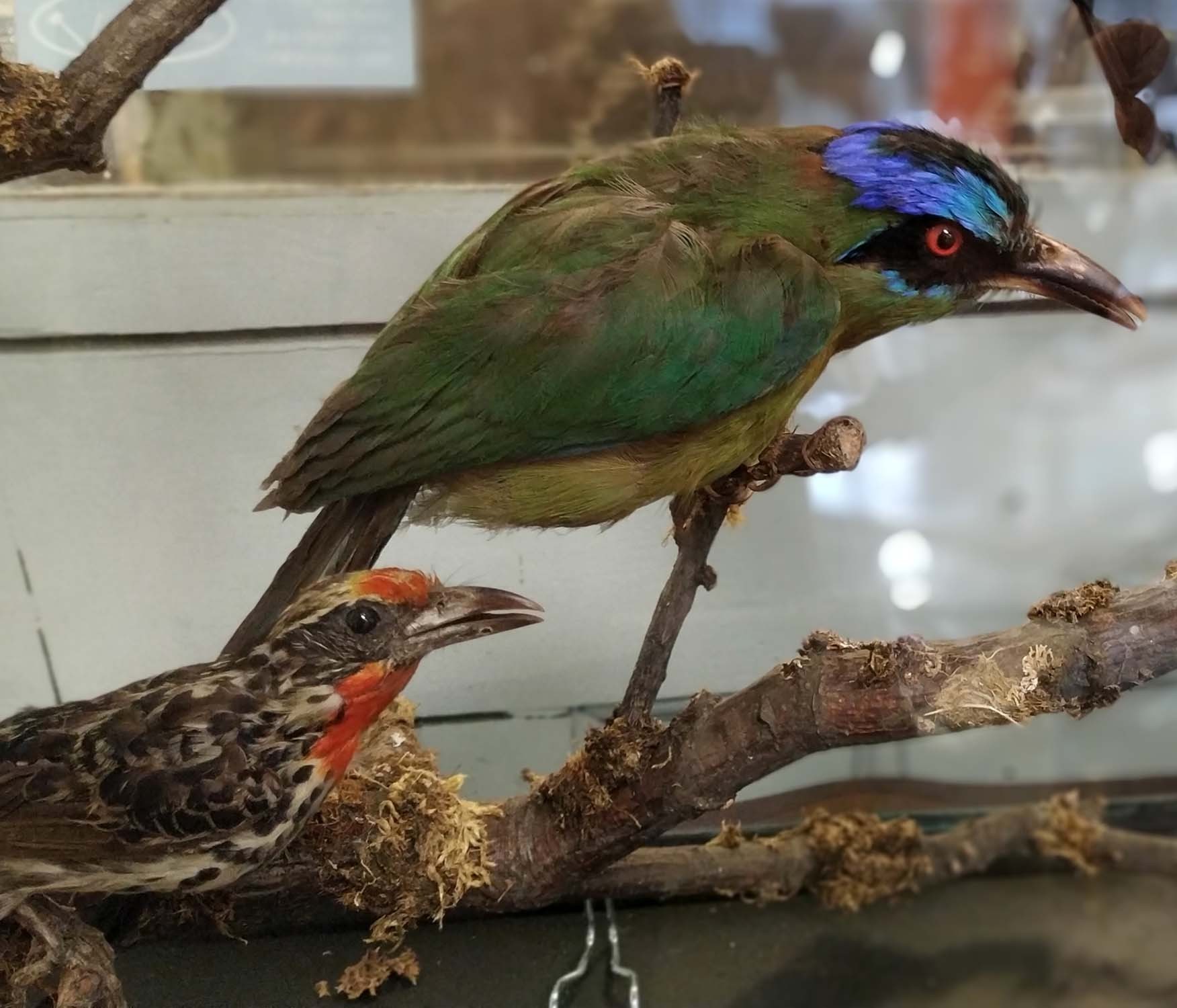 TAXIDERMY BIRDS ON BRANCHES, in a case, 67cm W x 34cm D, probably of South American interest. - Image 4 of 5