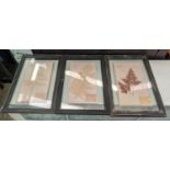 PRESSED BOTANICAL DISPLAYS, a set of six, 58cm x 40cm, framed and glazed. (6)