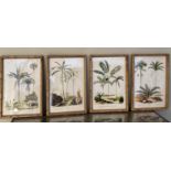 BOTANICAL PALM TREE PRINTS, a set of four, 50cm x 35cm (4)