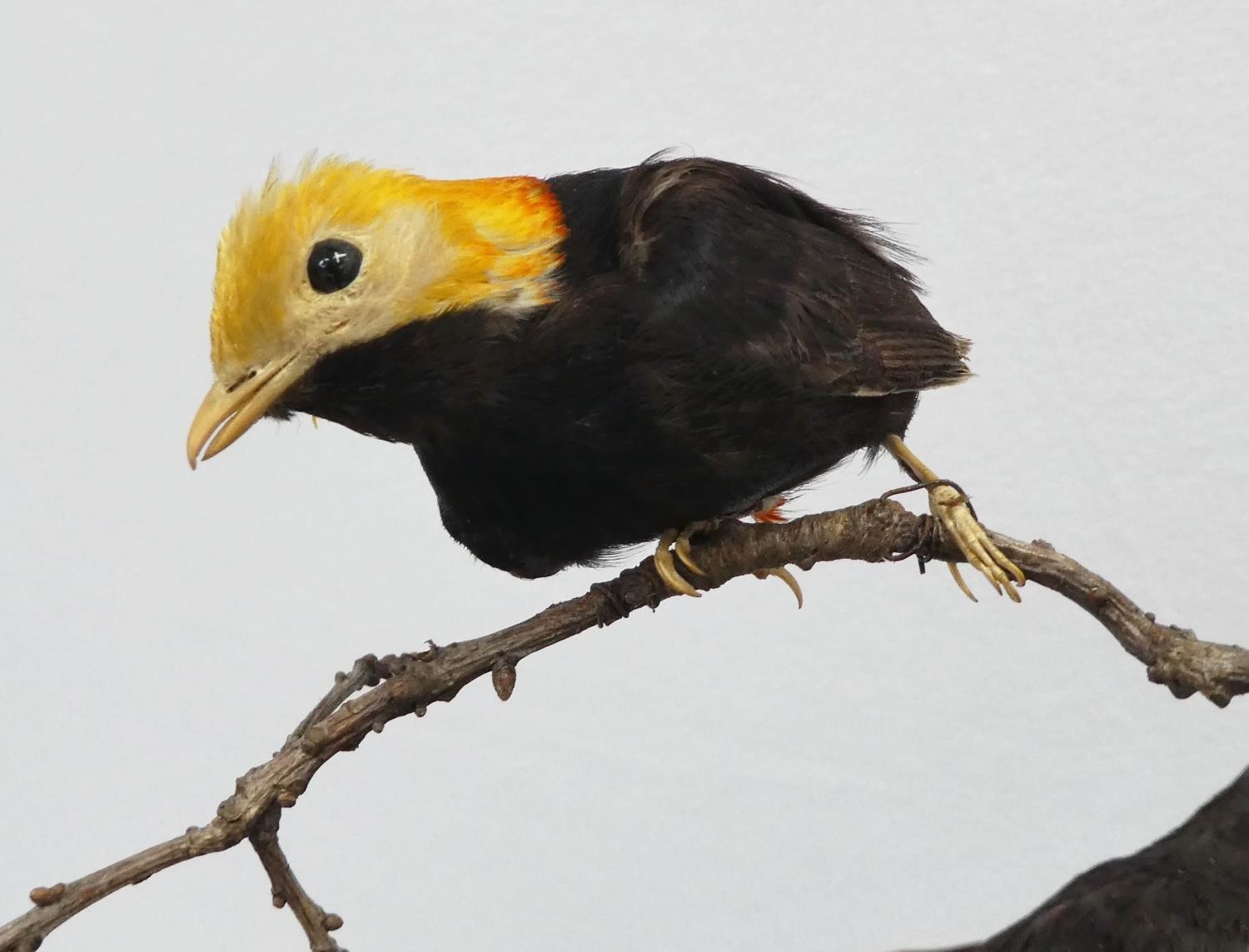 TAXIDERMY BIRDS ON BRANCHES, in a case, 67cm W x 34cm D x 59cm H, probably of South American - Image 4 of 8