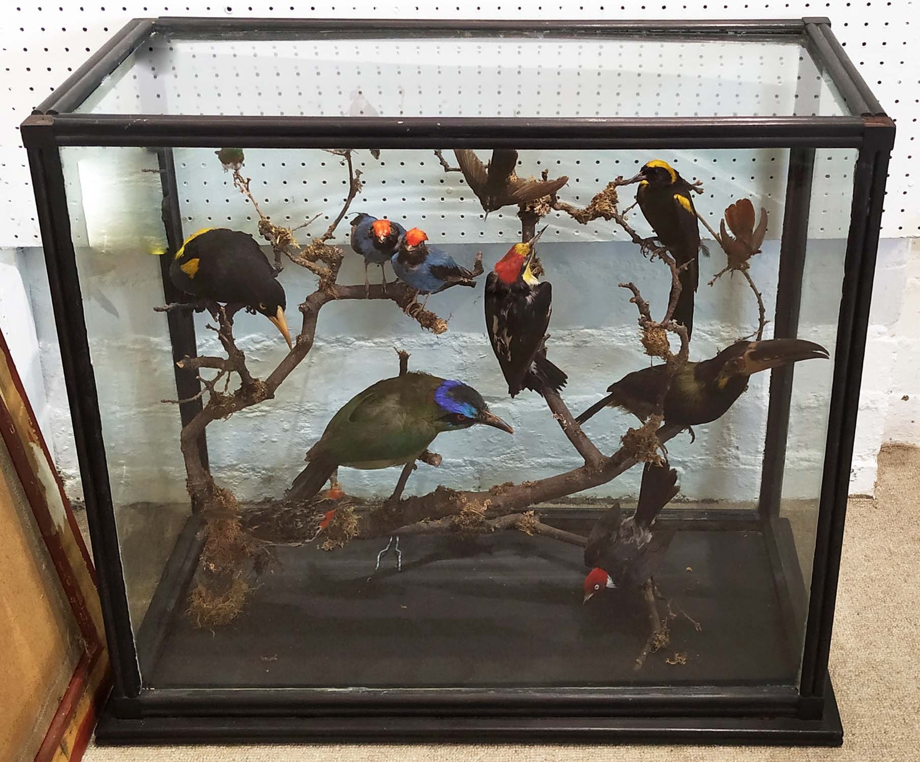 TAXIDERMY BIRDS ON BRANCHES, in a case, 67cm W x 34cm D, probably of South American interest.