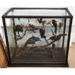 TAXIDERMY BIRDS ON BRANCHES, in a case, 67cm W x 34cm D, probably of South American interest.