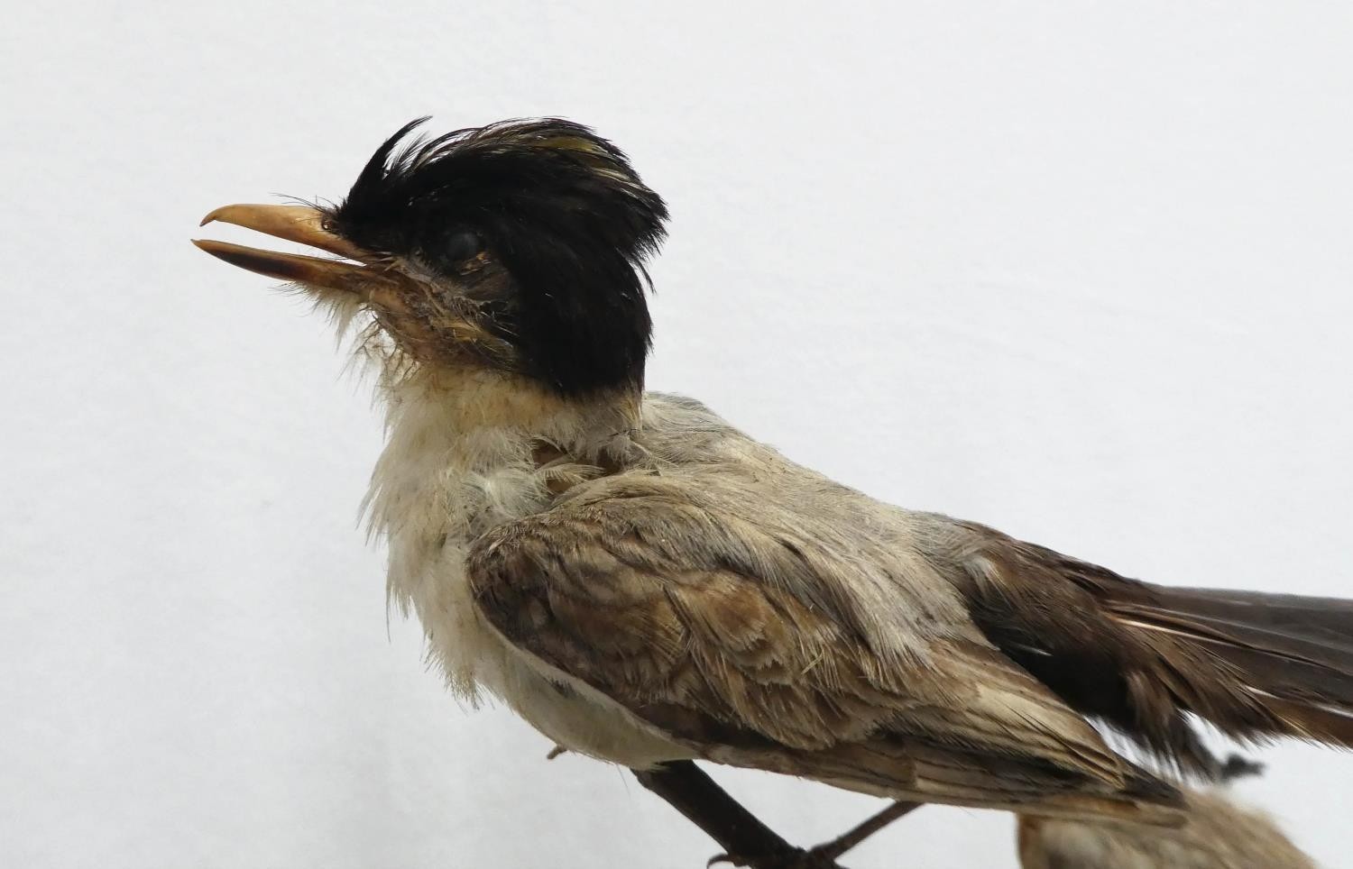 TAXIDERMY BIRDS ON BRANCHES, in a case, 67cm W x 34cm D x 59cm H, probably of South American - Image 5 of 8