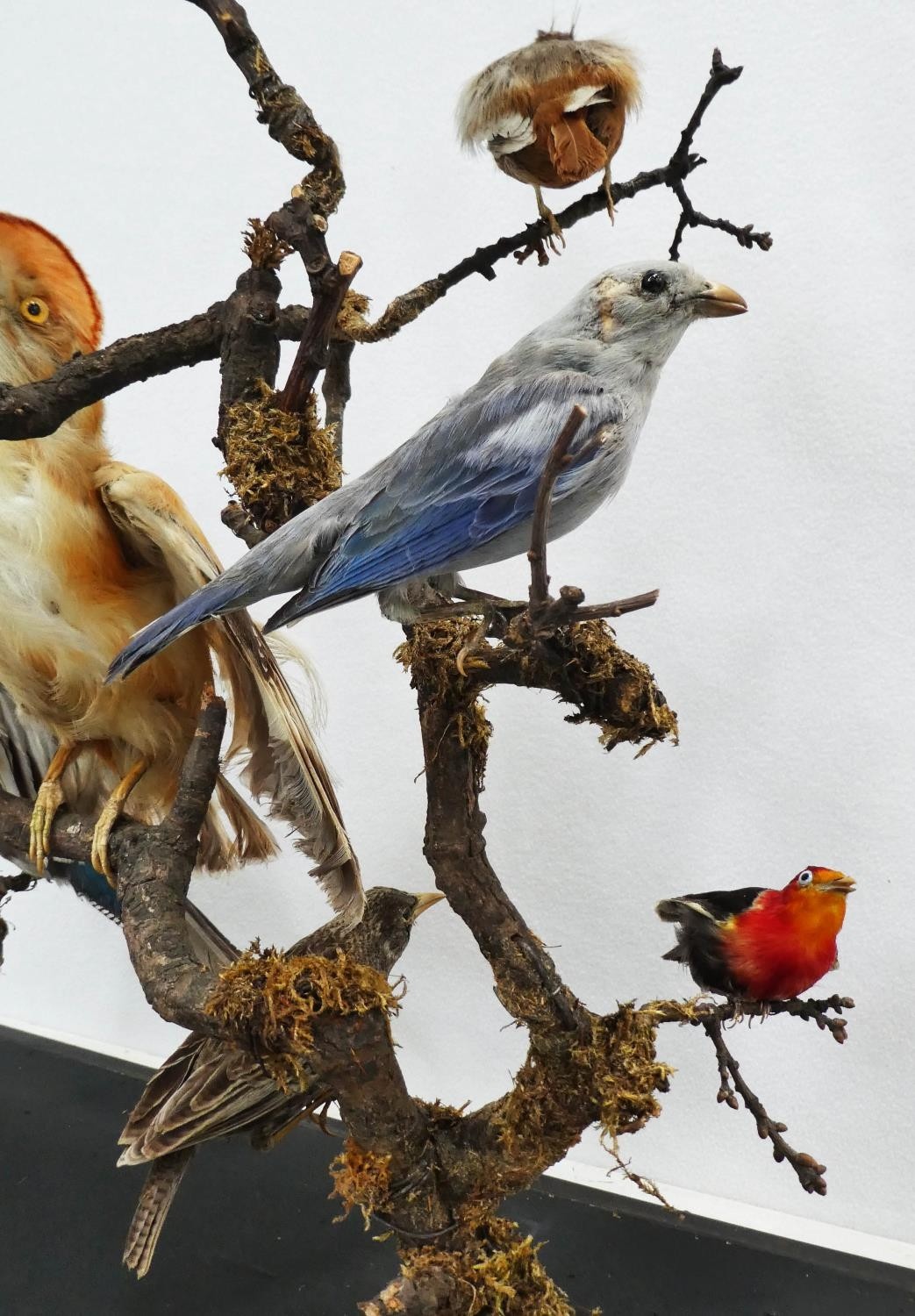 TAXIDERMY BIRDS ON BRANCHES, in a case, 67cm W x 34cm D x 59cm H, probably of South American - Image 3 of 8