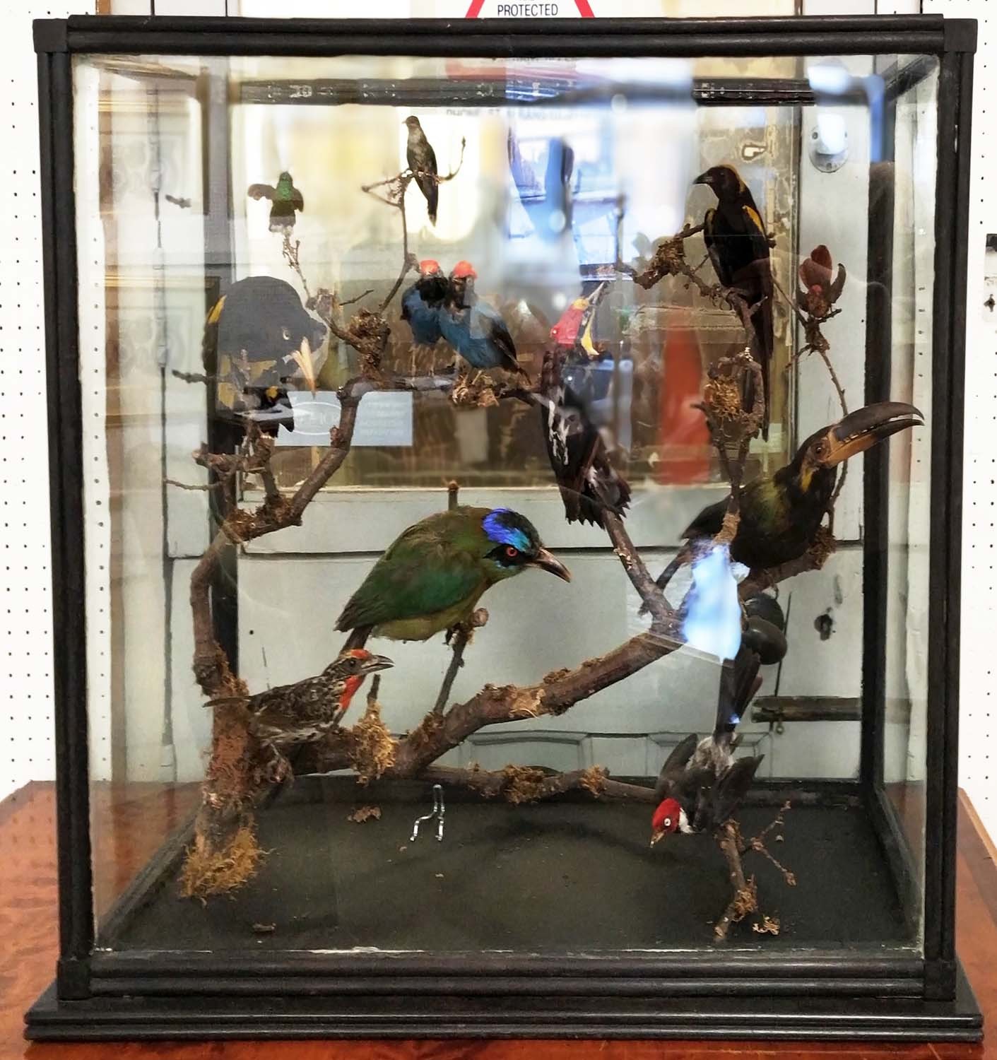 TAXIDERMY BIRDS ON BRANCHES, in a case, 67cm W x 34cm D, probably of South American interest. - Image 3 of 5